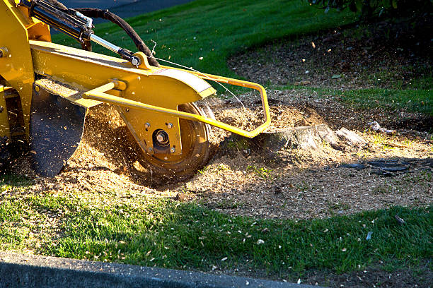 Best Tree Disease Treatment  in Carlinvle, IL